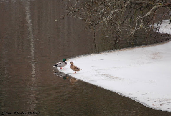 Spotting Image 1