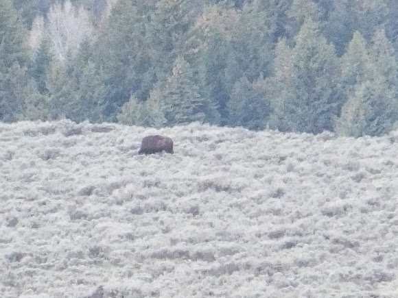 Spotting Image 1