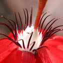 Red Krishna Kamal
