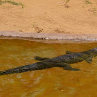 Indian Gharial
