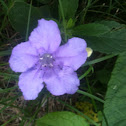 Mexican petunia