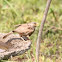 Jungle bubler