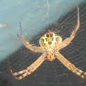 Eurasian Signature Spider