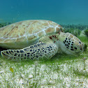 Green Sea Turtle