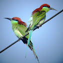 Blue-throated Bee-eater