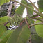 Banana Tree