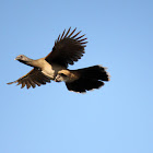 Rufous-vented Chachalaca