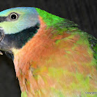 Mustache Parakeet