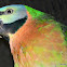 Mustache Parakeet