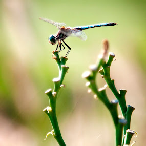 by Julie Michelena - Wildlife Insects & Spiders