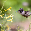 Black-chinned Hummingbird