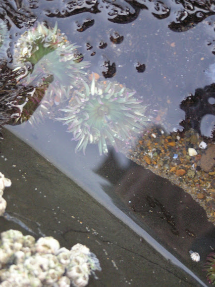 Spotting Image 1