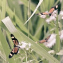 Vibilia Longwing