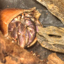 Hermit Crab