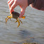 Green Crab