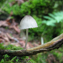 Mycena