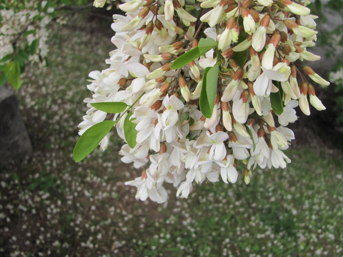 Black Locust,Acácia-falsa