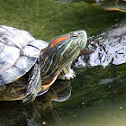 Red-eared slider,Tartaruga-de-ouvido-vermelho