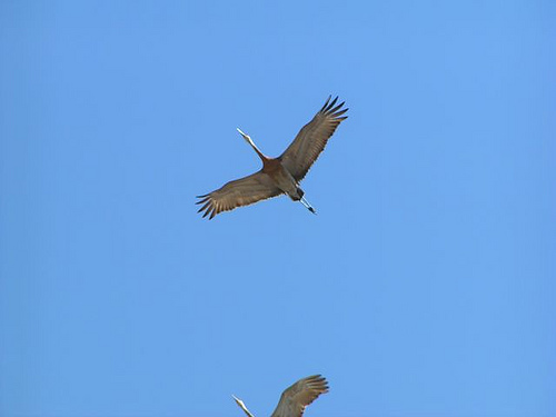 Spotting Image 1