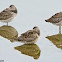 Sandpiper?
