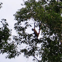 Spider Monkey