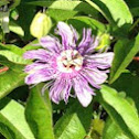 Purple Passion Flower