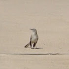 Northern Mockingbird