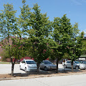 Columnar Sargent Cherry