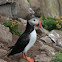 Atlantic Puffin