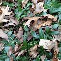 Vinca vine
