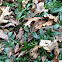 Vinca vine