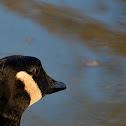 Canada Goose
