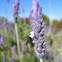 French lavender
