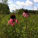 Purple Coneflower