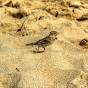 House Finch