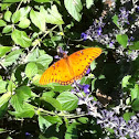 Gulf Fritillary