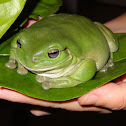 Green Tree Frog