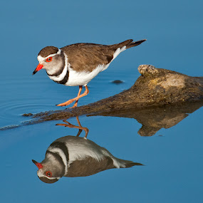 by Gorazd Golob - Animals Birds