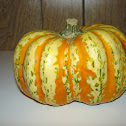 Acorn Squash Festival Hybrid (siamese)
