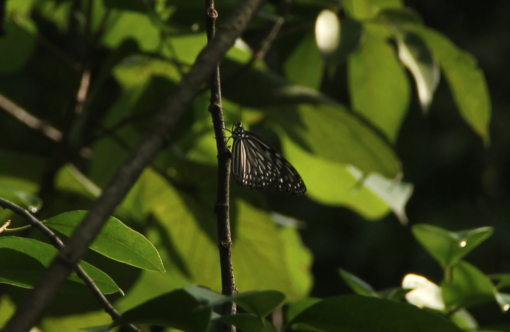 Mangrove Tree Nymph