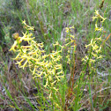 Creamy Stackhousia