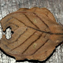 leaf moth