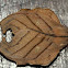 leaf moth