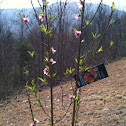 Peach Tree