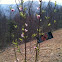 Peach Tree