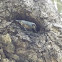 Chestnut-bellied Nuthatch
