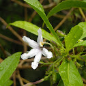 Naupaka kuahiwi