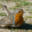 Robin, Petirrojo
