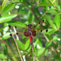 Calico Pennant (male)