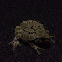 Grey Tree Frog